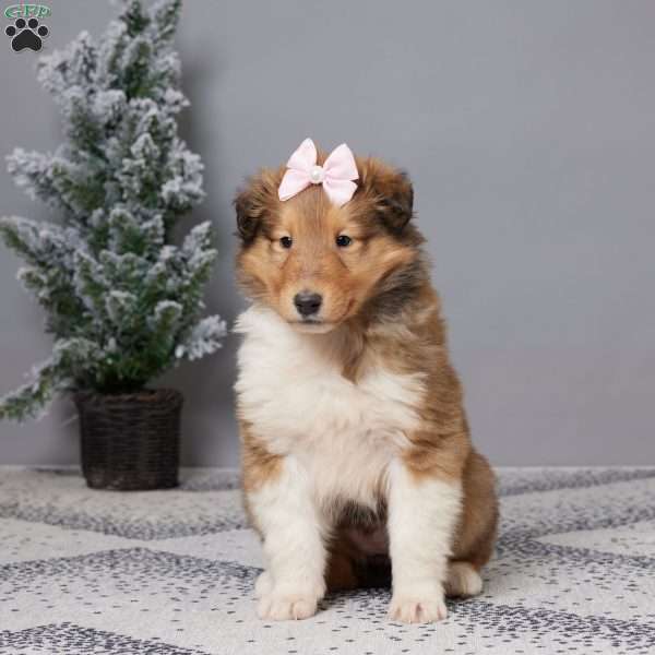 Bella, Collie Puppy